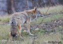 Canis latrans